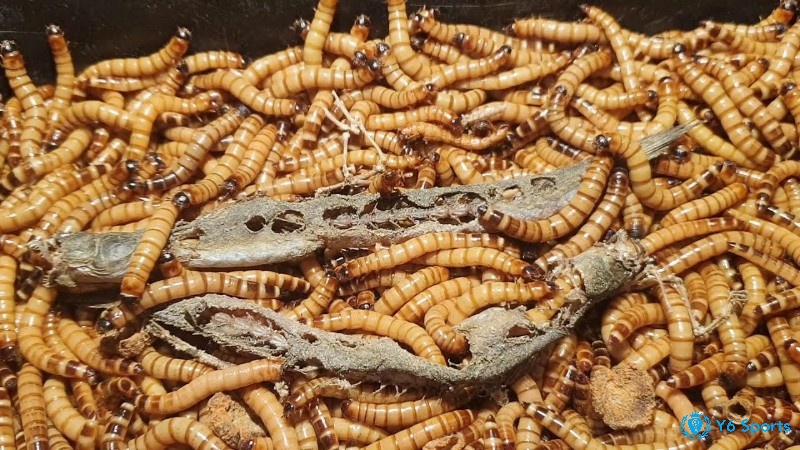 Sâu Worm giúp gà cải thiện sức khỏe, tinh thần và lông mượt hơn