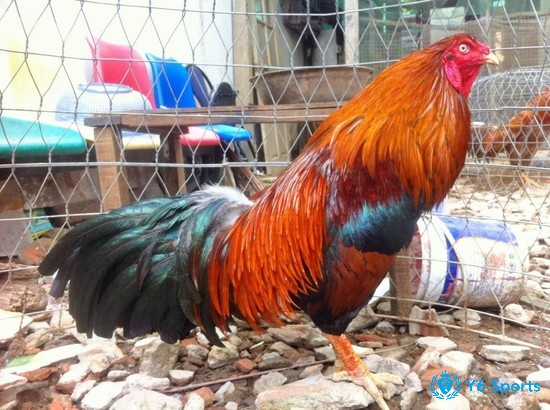 Khám phá chi tiết về những đặc điểm nổi bật của gà cựa sắt