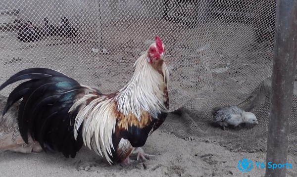 Tìm hiểu về cách bảo quản và chăm sóc gà cựa sắt cho người mới