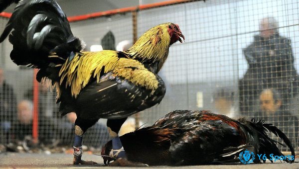 Cùng 868h.org tìm hiểu về Cách chọn gà cựa sắt nhé