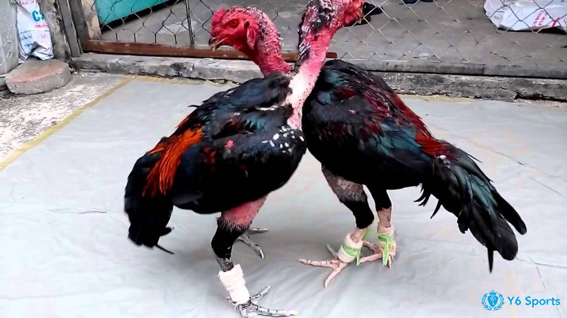 Cách mở mỏ gà chọi cần phải đảm bảo những điều kiện gì?