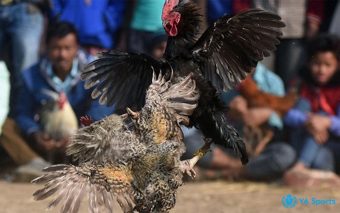 Kinh nghiệm để tiến hành mở mỏ gà chọi an toàn và hiệu quả nhất