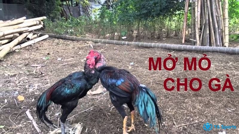Cách mở mỏ gà chọi là như thế nào?