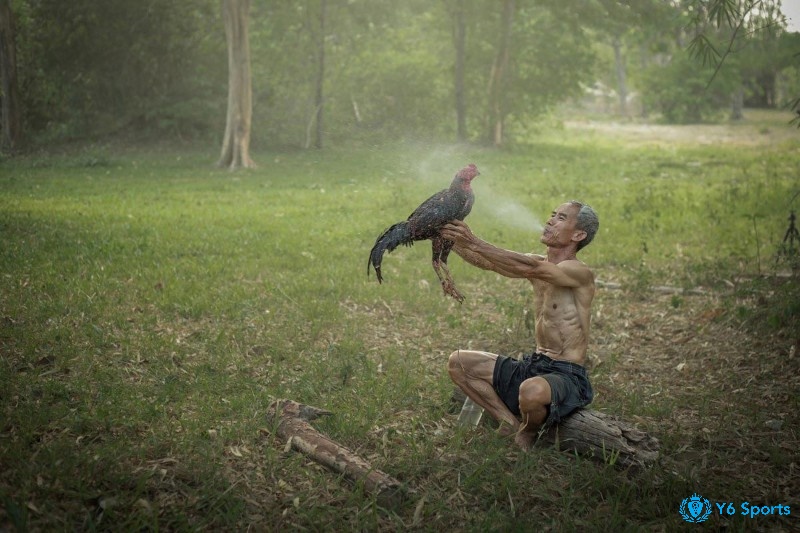 Cách nài nước cho gà chọi mang đến lợi ích gì?