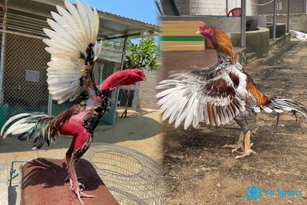 Cách nài nước cho gà chọi cần lưu ý những gì?