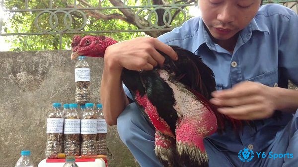 Tìm hiểu thông tin về cách nài nước cho gà chọi