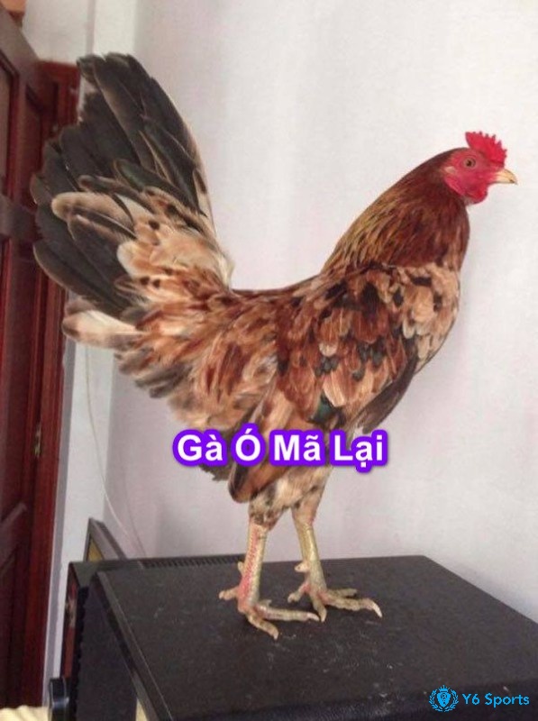Gà ó Mã Lai có màu lông này sẽ có phần tương tự như gà mái