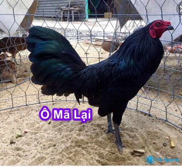 Gà ô đen là màu sắc phổ biến của giống gà chọi mã lai