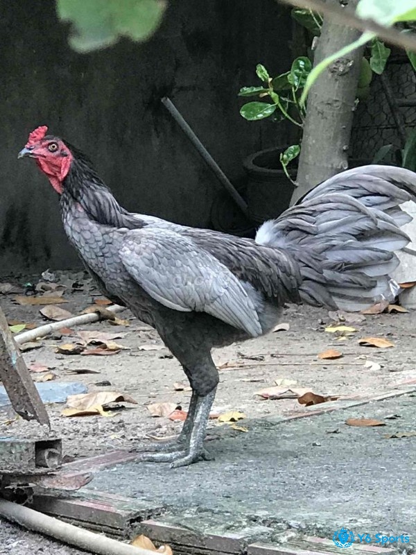 Màu xám là màu sắc cơ bản của giống gà Mã Lai