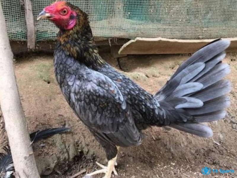 Kỹ thuật nuôi và chăm sóc gà chọi mã lai