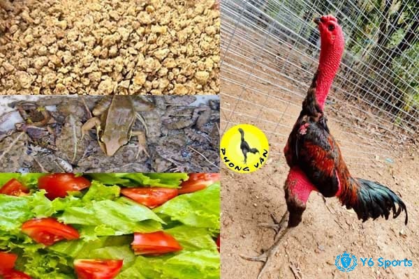 Khám phá về tầm quan trọng của thực phẩm phù hợp đối với gà đá