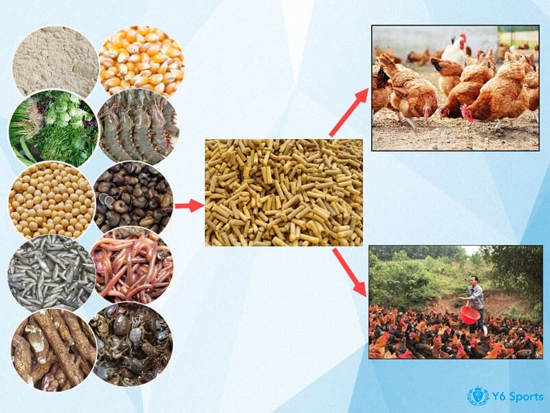 Tìm hiểu chi tiết về những thực phẩm phù hợp cho gà đá ăn gì tốt nhé