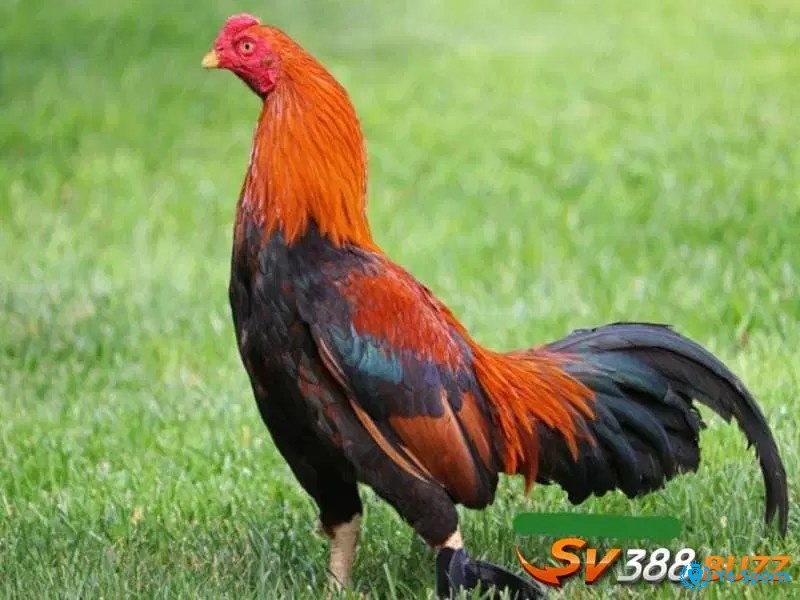 Giống gà Asillà giống gà được ưa chuộng và yêu thích nhất hiện nay