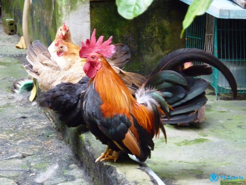 Khám phá chi tiết về những lưu ý khi lựa chọn các giống gà chọi nhé
