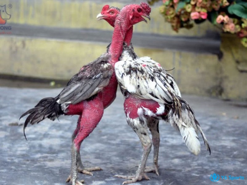 Giải đáp gà chọi nuôi bao lâu thì đá được