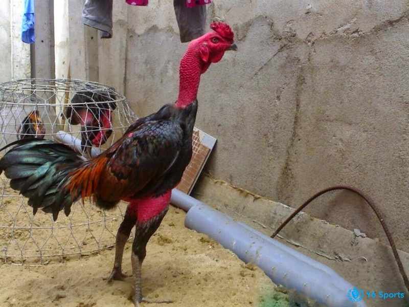 Gà chọi nuôi bao lâu thì đá được còn phụ thuộc vào chế độ dinh dưỡng và cách chăm sóc