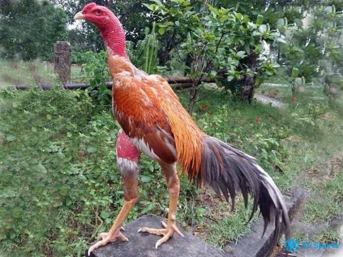 Nắm cách chăm sóc gà chiến để đạt chuẩn gà chọi nuôi bao lâu thì đá được nhanh nhất?