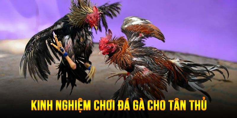 Đá gà SV388 – Sân chơi đỉnh cao dành cho các kê thủ