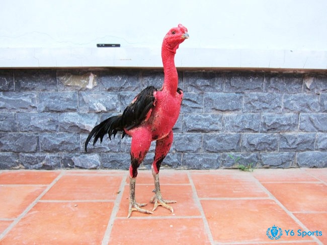 Cắt lông gà chọi đẹp có tác dụng gì?