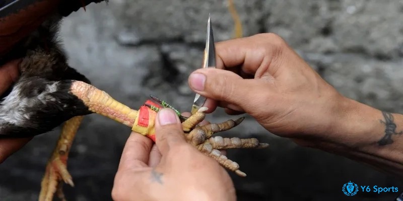 Cựa dao cho phép chiến kê thực hiện những đòn đánh gây thương tích cho đối thủ
