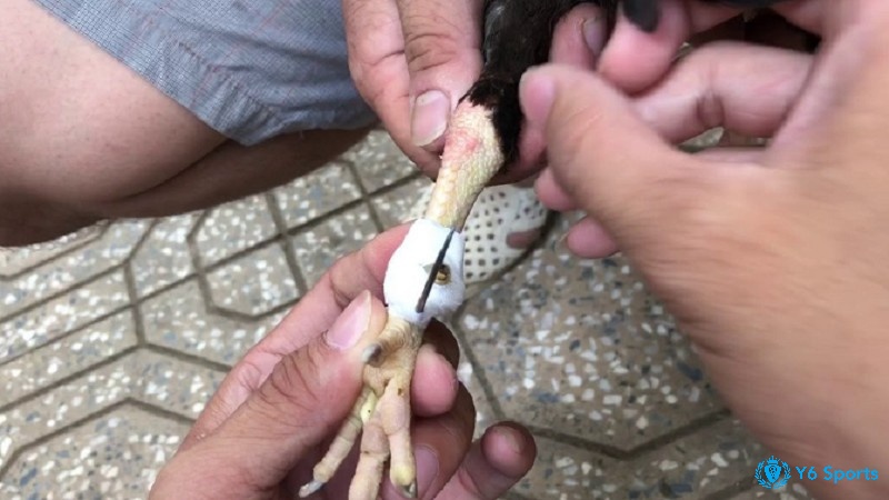 Cựa gà chọi cần được gắn chắc chắn để không bị lỏng trong trận đấu