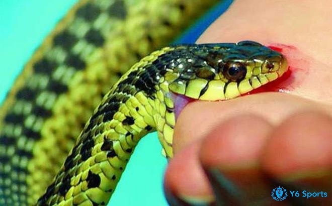 Mơ thấy rắn hổ mang cắn cảnh báo khó khăn, nguy hiểm tiềm ẩn trong cuộc sống