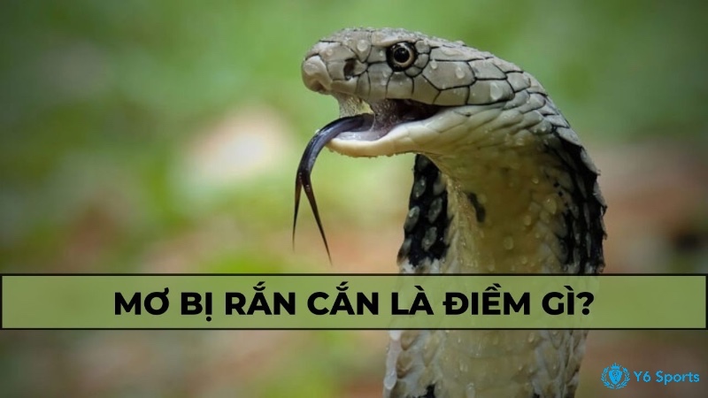 Mơ thấy rắn là điềm báo gì? Giải mã 100% bí ẩn giấc mơ