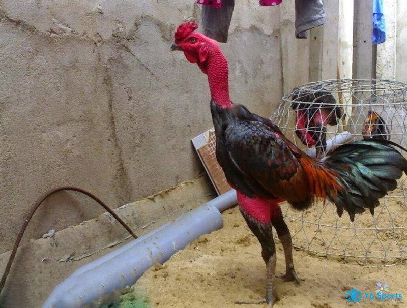 Gà vần nhiều giúp gà có hệ thống tim mạch và hô hấp phát triển tốt, giúp chúng duy trì khả năng chiến đấu trong thời gian dài