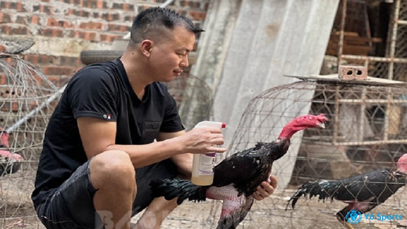 Gà chọi vần hơi nhiều có tốt không sẽ khiến gà thiếu sức mạnh trong các đòn tấn công