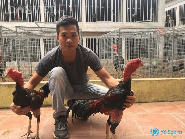 Một nhược điểm khi đánh giá gà chọi vần hơi có tốt không là chúng dễ mất thăng bằng trước những đòn tấn công mạnh