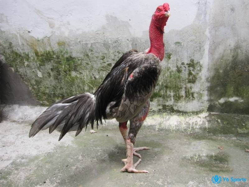 Cùng 868h tìm hiểu gà chọi vần hơi nhiều có tốt không nhé!