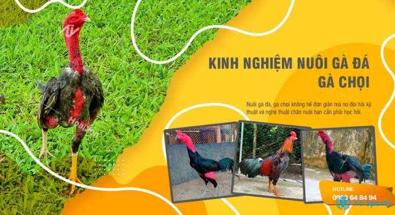 Kinh nghiệm nuôi gà đá thành công từ A-Z cho người mới