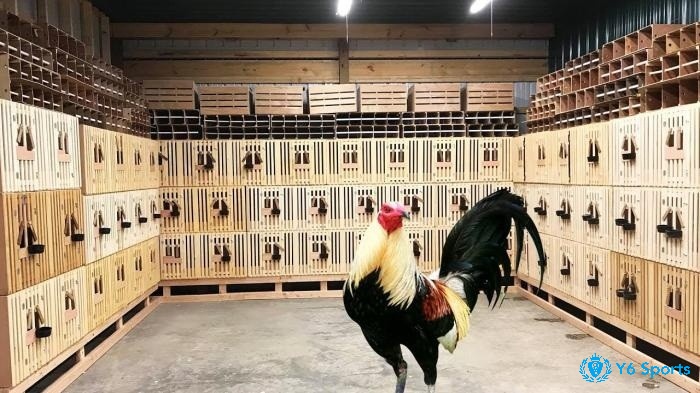 Nhận diện gà đá tiềm năng từ khi chúng còn nhỏ