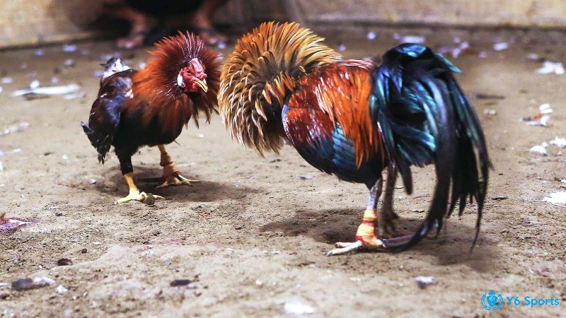 Bổ sung dưỡng chất, phòng trị bệnh chủ động cho gà đá