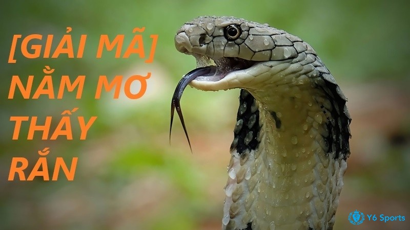 Góc nhìn khoa học giải mã mơ thấy nhiều rắn là điềm báo gì