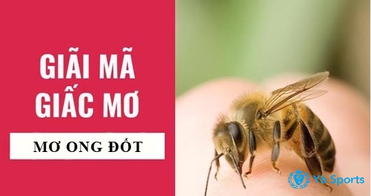 Cùng 868h giải mã 100% ý nghĩa ngủ mơ thấy ong đốt đánh lô nào nhé 
