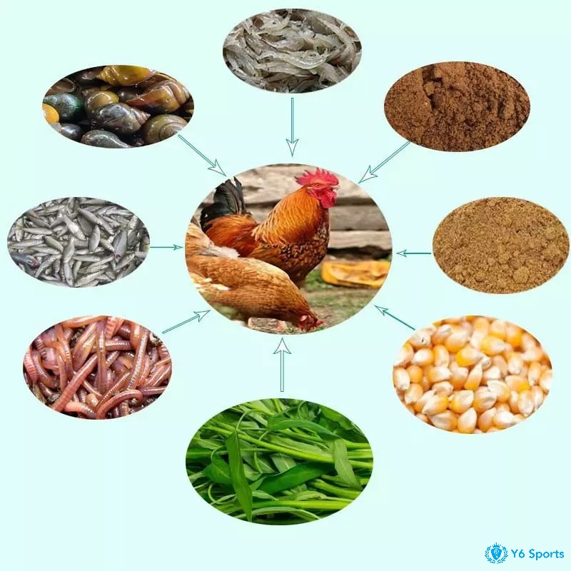 Cá, trứng, thịt xay – tăng cơ, tăng sức chiến, giúp gà sẵn sàng mọi trận đấu