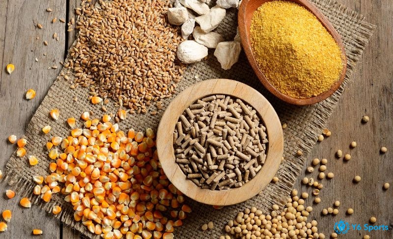 Gạo, ngô, lúa mạch – ba loại hạt chủ lực giúp gà phát triển toàn diện mỗi ngày