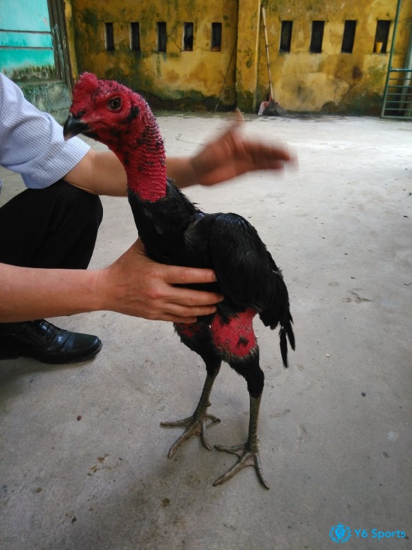 Tinh thần vững vàng giúp gà không hoảng loạn khi lên sới, giữ phong độ ổn định