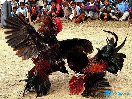Đá gà Thomo là nơi tổ chức những trận đá gà C1 với quy mô cực kì lớn 