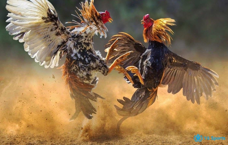 Kinh nghiệm tham gia đá gà chọi C1 từ các cao thủ lâu năm dành cho anh em nhé