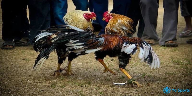 Đá gà cựa dao vô cùng khốc liệt khi những chú gà được trang bị thêm cựa dao ở chân
