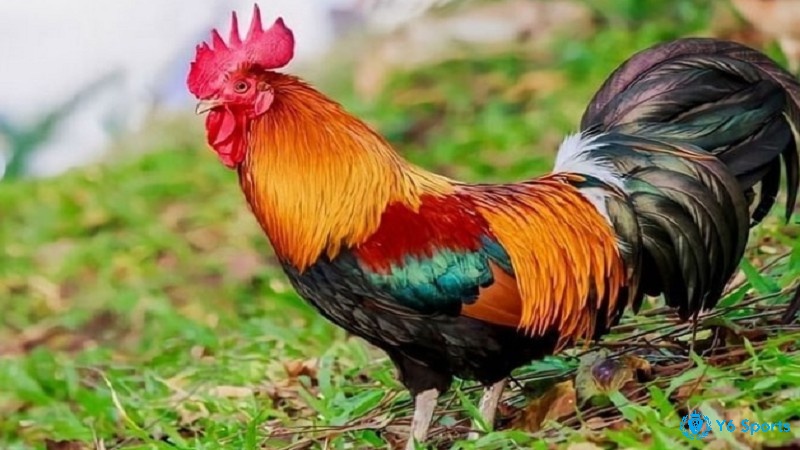 Xem màu mắt gà đá không chỉ nhìn vào màu sắc bề ngoài mà còn phải quan sát nhiều yếu tố khác