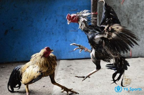 Mắt đỏ nổi bật với màu đỏ sậm hoặc đỏ tươi bao phủ toàn bộ mống mắt thể hiện sự mạnh mẽ và gan dạ