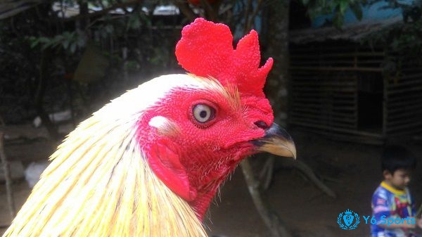 Màu mắt ngọc sẽ nhận thấy sự trong trẻo và độ sâu của màu mắt được đánh giá cao về khả năng phòng thủ, sức chịu đựng tốt và tính kiên nhẫn