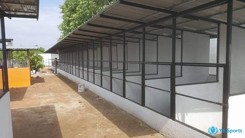 Dưới đây là một vài tiêu chí xây dựng chuồng gà chọi bền và đẹp mà 868h chung tôi muốn chia sẻ