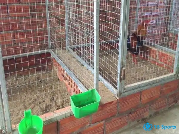 Thiết kế chuồng gà chọi thông thoáng, đủ sáng và chống ẩm để bảo vệ sức khỏe gà tốt nhất