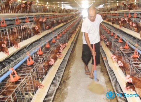 Vệ sinh định kỳ giúp giữ chuồng sạch sẽ, giảm mùi hôi và ngăn ngừa bệnh cho gà