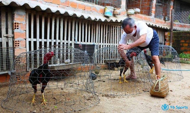 Kiểm tra chuồng thường xuyên giúp phát hiện và khắc phục kịp thời các hư hỏng nhỏ