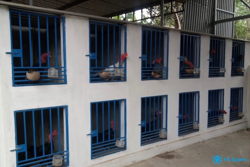 Chuồng gà chọi không chỉ là nơi trú ngụ mà còn là yếu tố quyết định giúp gà phát triển khỏe mạnh và tăng cường sức chiến đấu